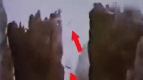 羊爬山视频,一场壮观的动物探险之旅