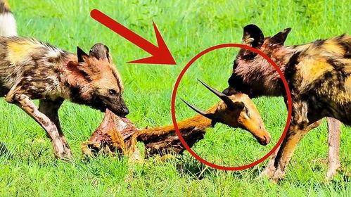 野狗捕食视频大全,大自然生存法则的震撼演绎